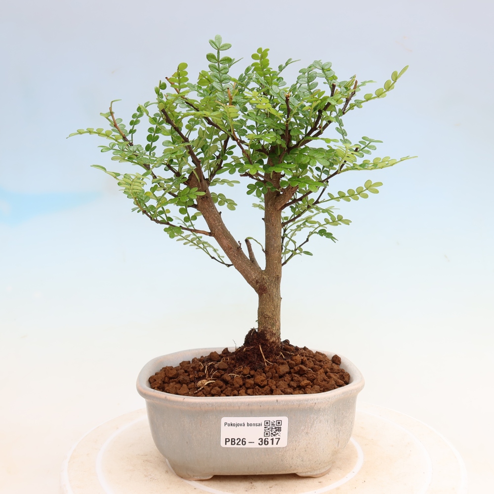 Room bonsai - Zantoxylum piperitum - pepper tree