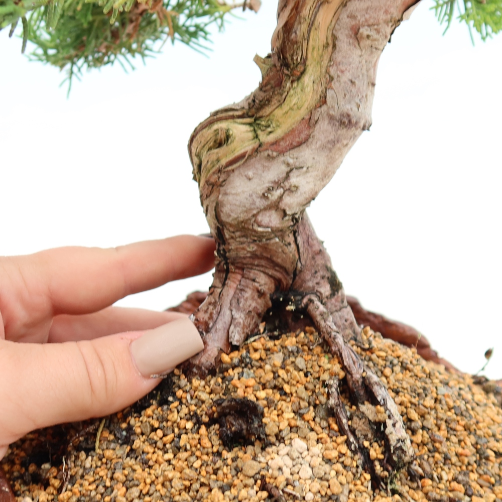Outdoor Bonsai - Juniperus chinensis Itoigawa - Chinese Juniper