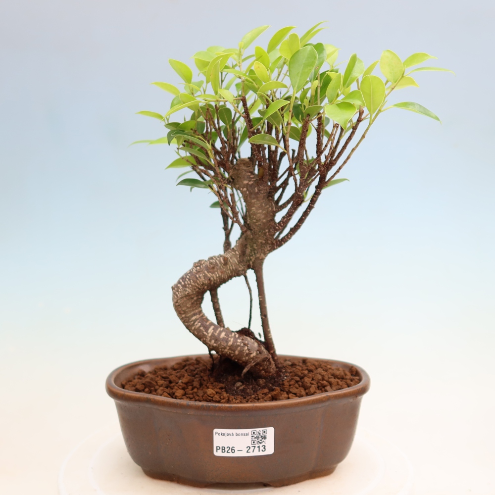 Room bonsai - Ficus kimmen - small-leaved ficus