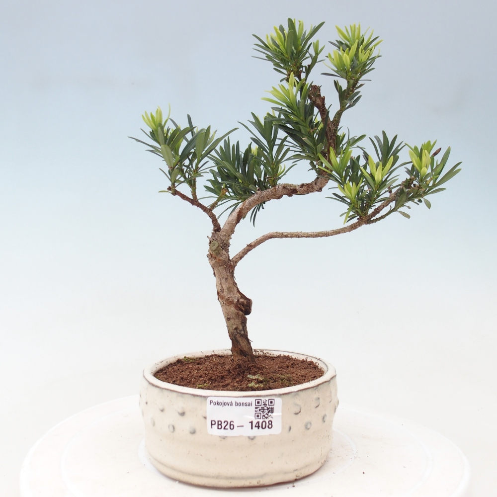 Room bonsai - Podocarpus - Stone Yew