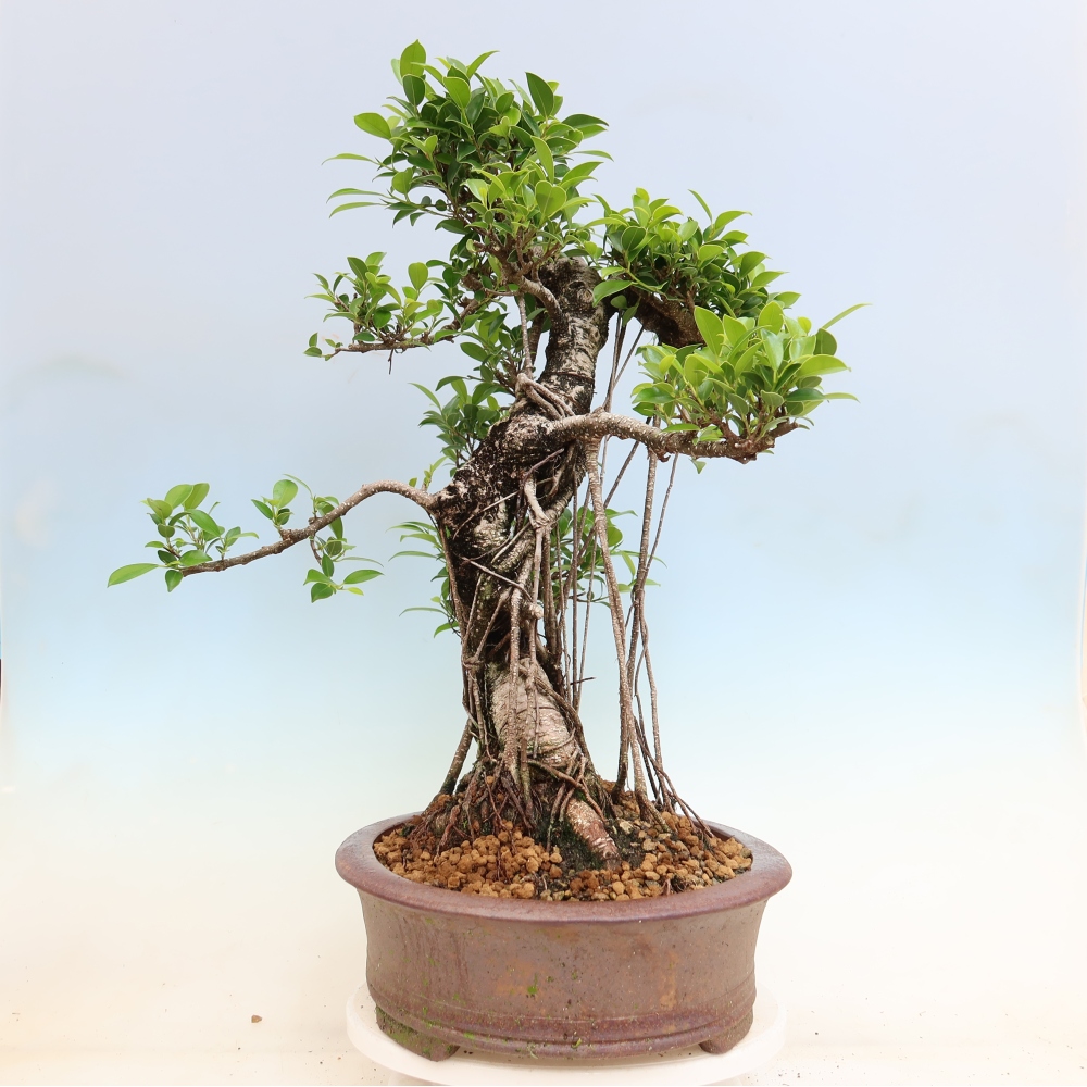 Room bonsai - Ficus kimmen - small-leaved ficus