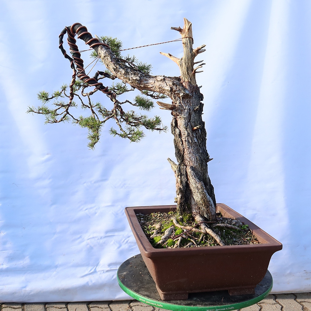 Pinus sylvestris Spain - Scots pine