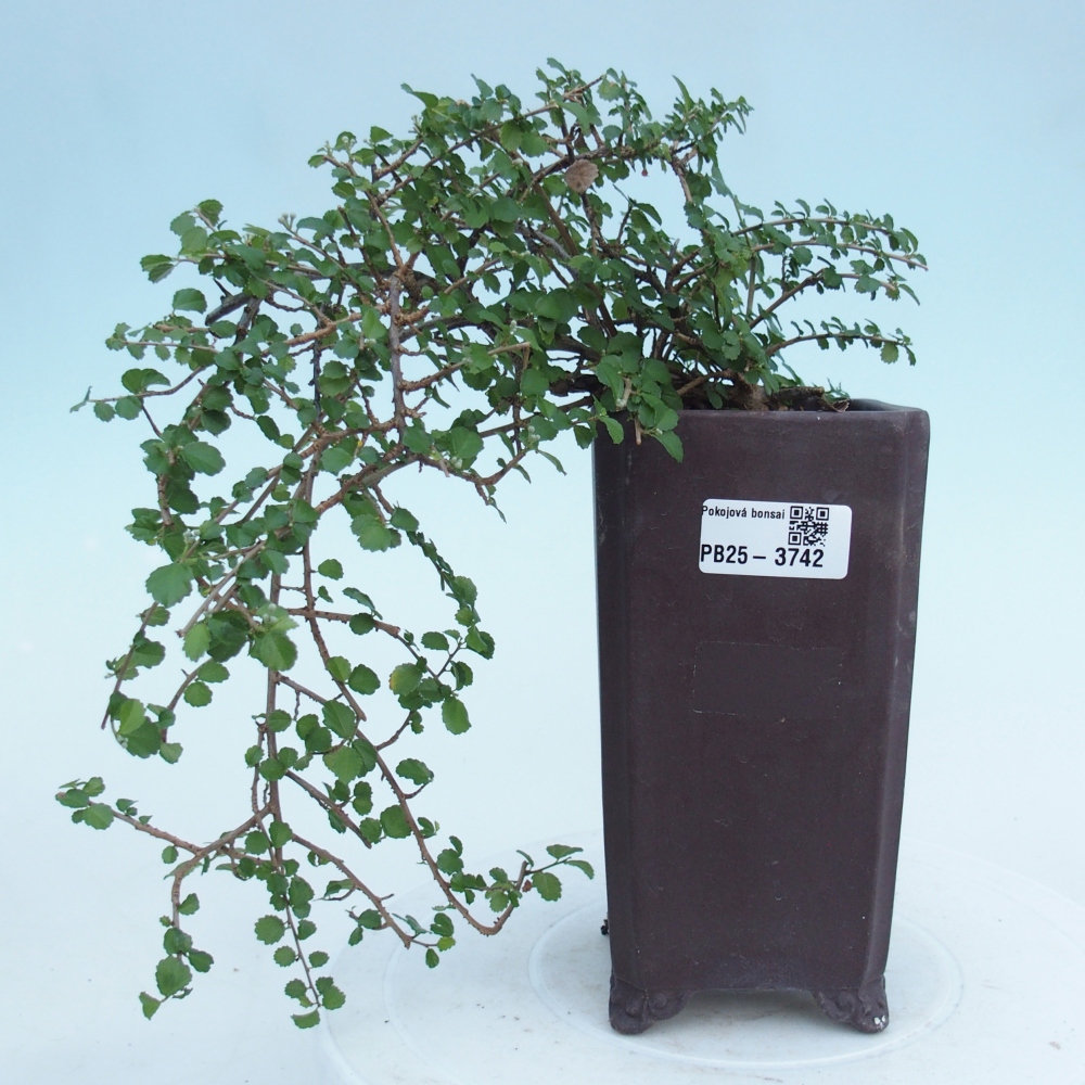 Room bonsai - Grewia sp. - Grewia malafolia