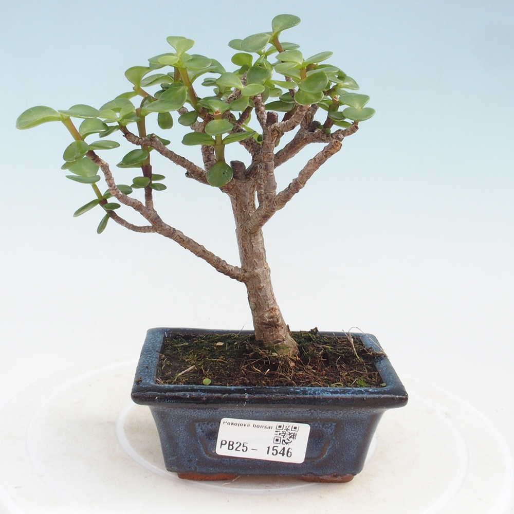 Indoor bonsai - Portulakaria Afra - Tlustice