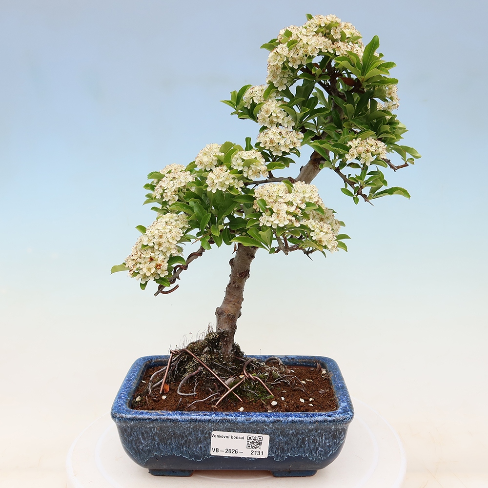 Outdoor Bonsai - Pyracantha teton - Scarlet Firethorn
