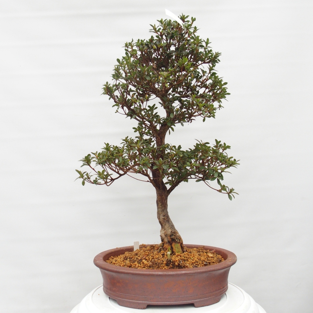 Outdoor bonsai - Japanese Azalea - Azalea Hanatsuzuri