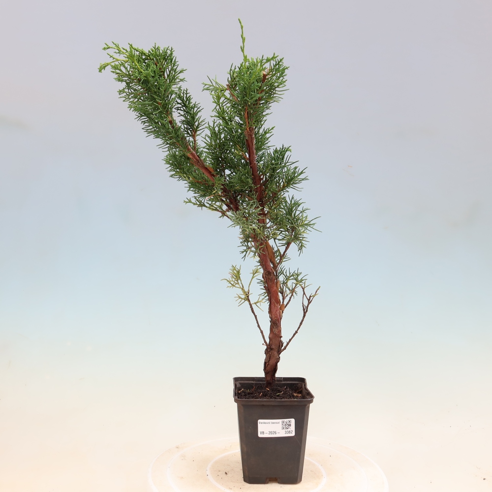 Outdoor bonsai - Juniperus chinensis Kishu