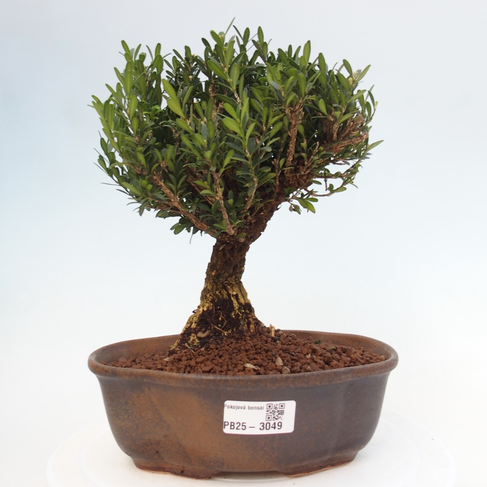 Indoor bonsai - Buxus harlandii - Cork boxwood