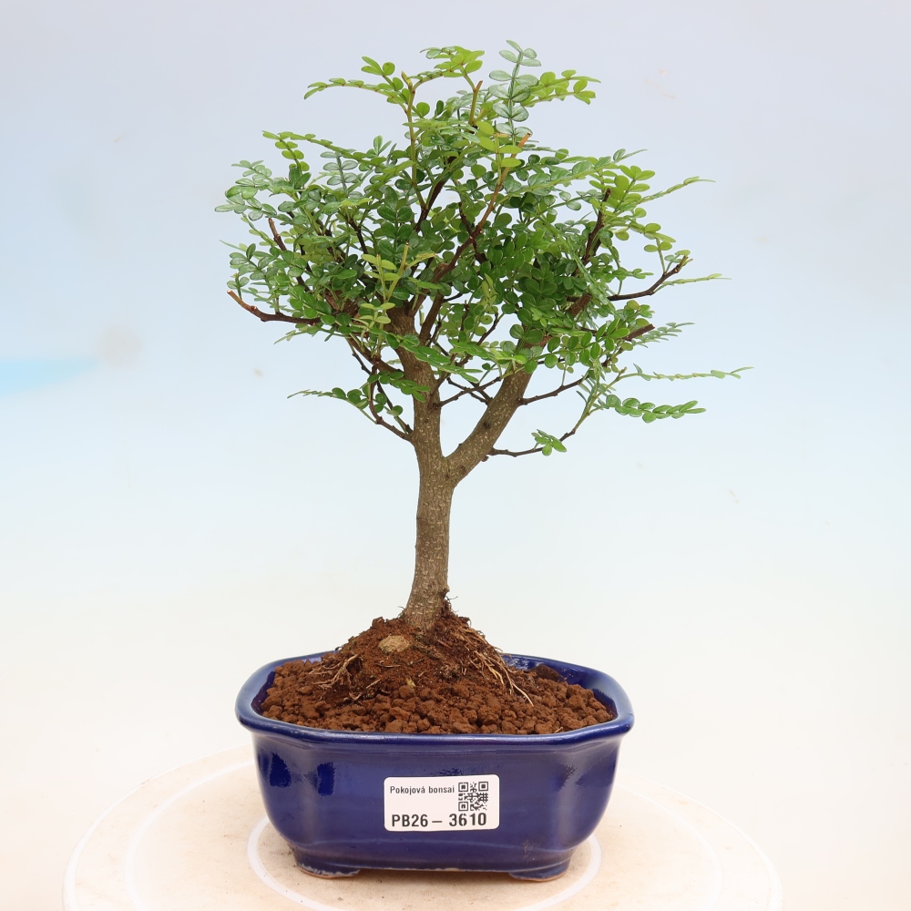 Room bonsai - Zantoxylum piperitum - pepper tree
