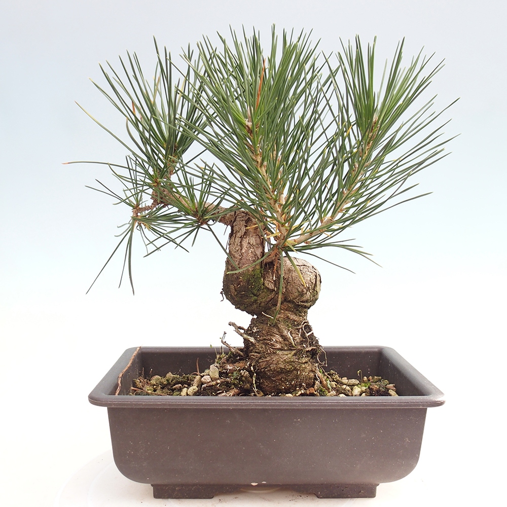 Outdoor bonsai - Pinus thunbergii - Thunberg pine