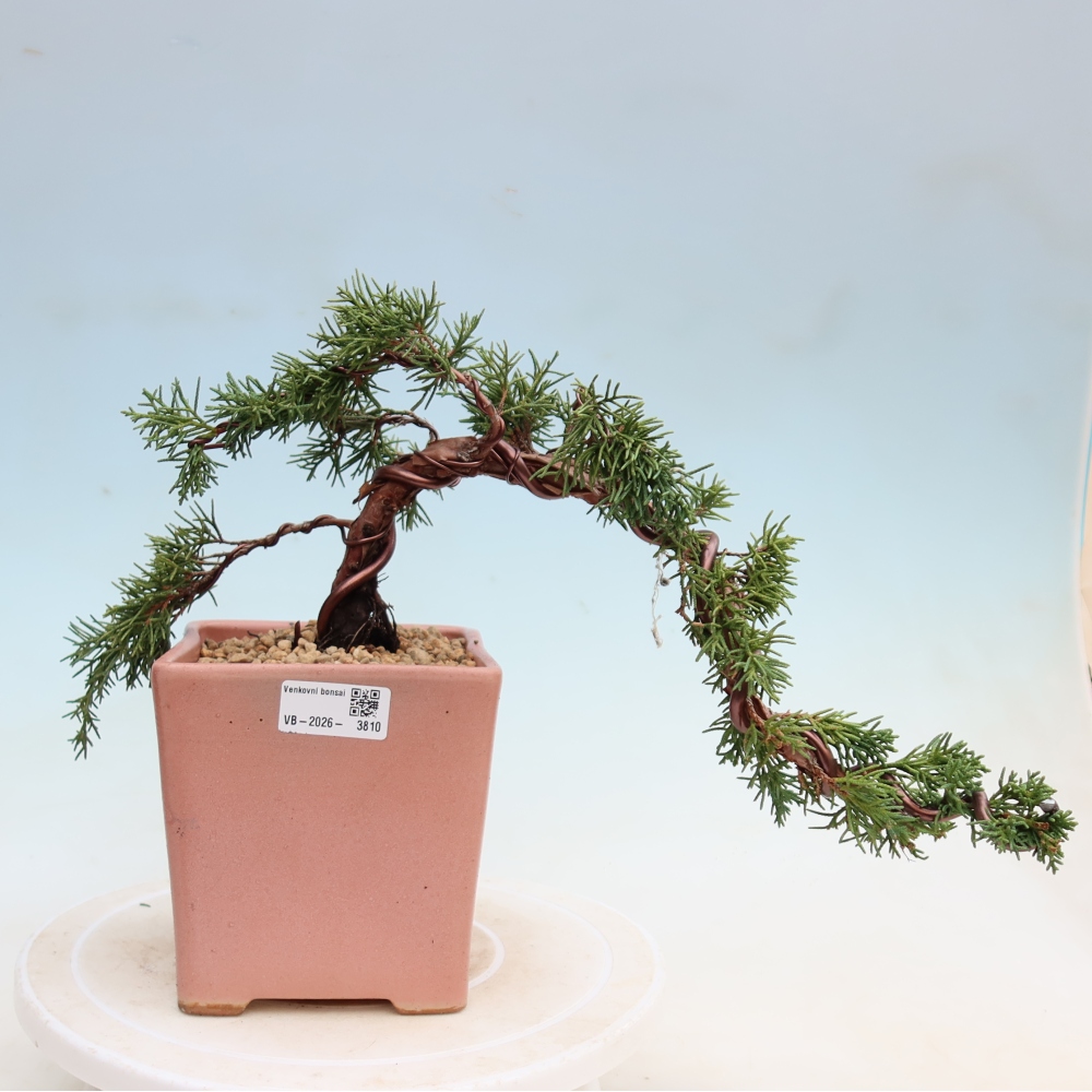 Outdoor bonsai - Juniperus chinensis Kishu