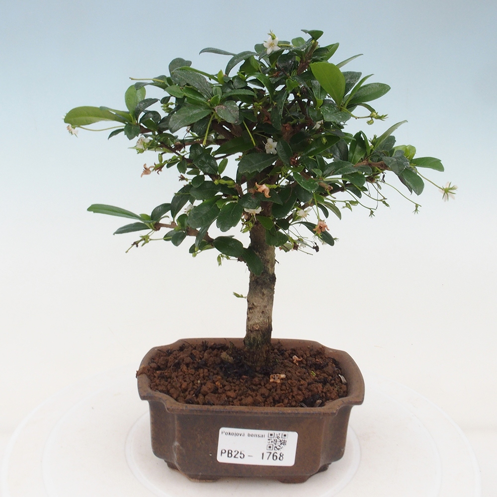 Indoor bonsai - Carmona macrophylla - Fuki tea