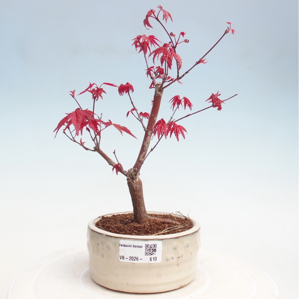 Outdoor bonsai - Acer palmatum DESHOJO