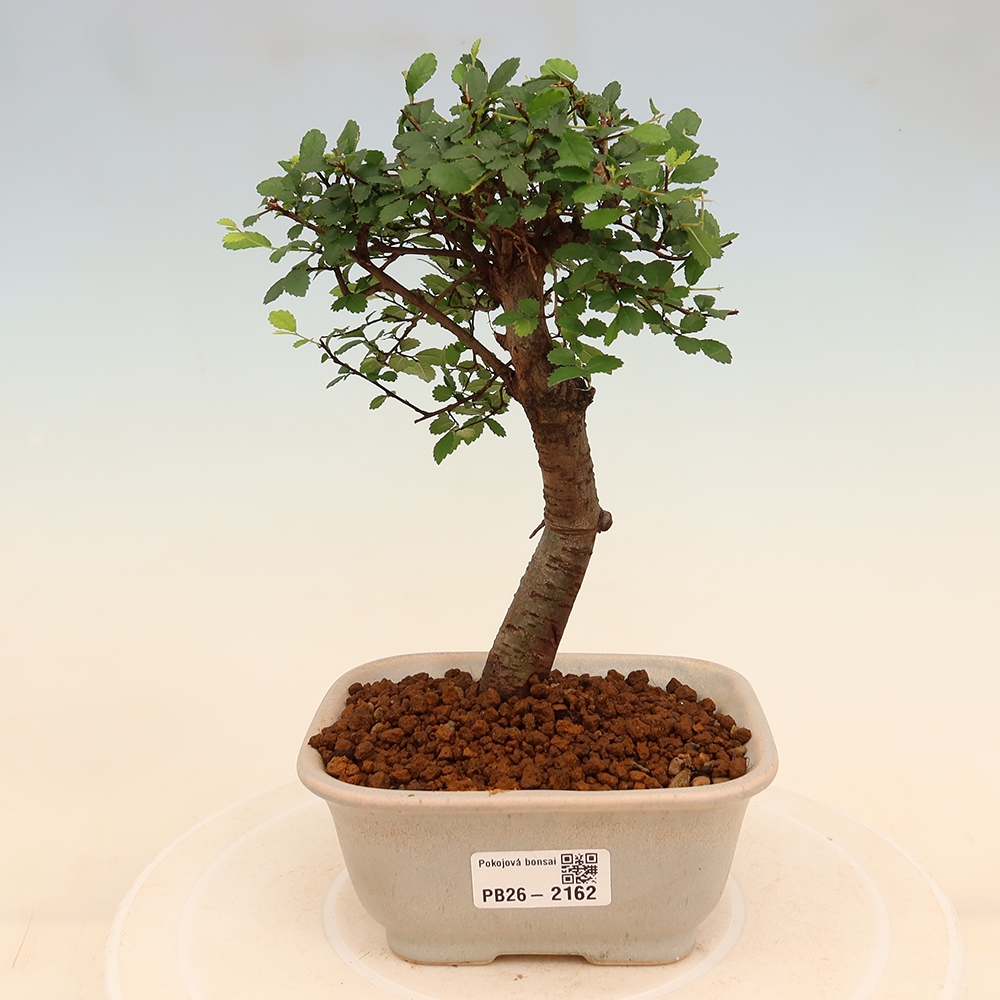 Room bonsai - Ulmus parvifolia - Small-leaved elm