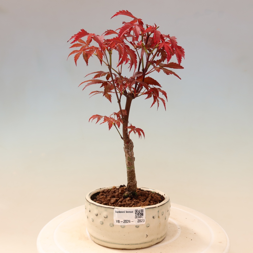 Outdoor bonsai - Acer palm. Atropurpureum-Javor palmate