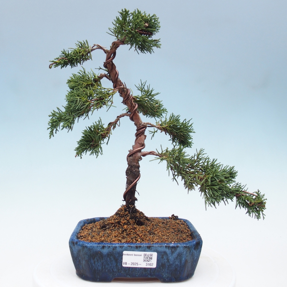 Outdoor bonsai - Juniperus chinensis Kishu - Chinese Juniper