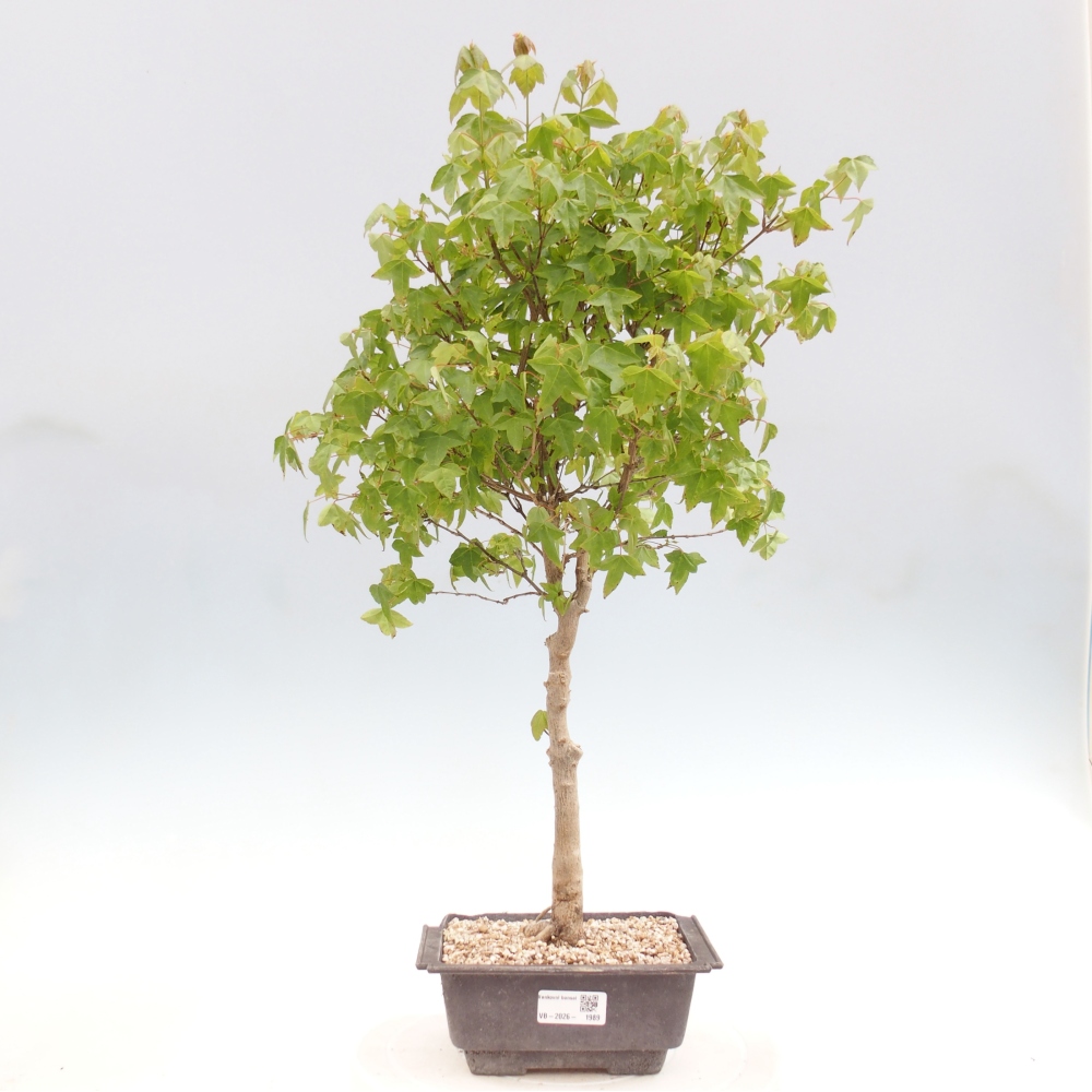 Outdoor bonsai - Acer Buergerianum - Burger Maple