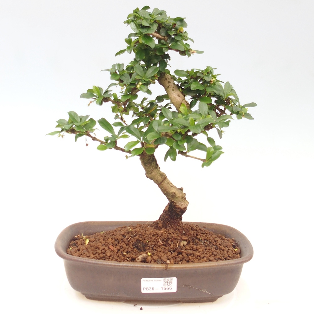 Room bonsai - Carmona macrophylla - Tea fuki