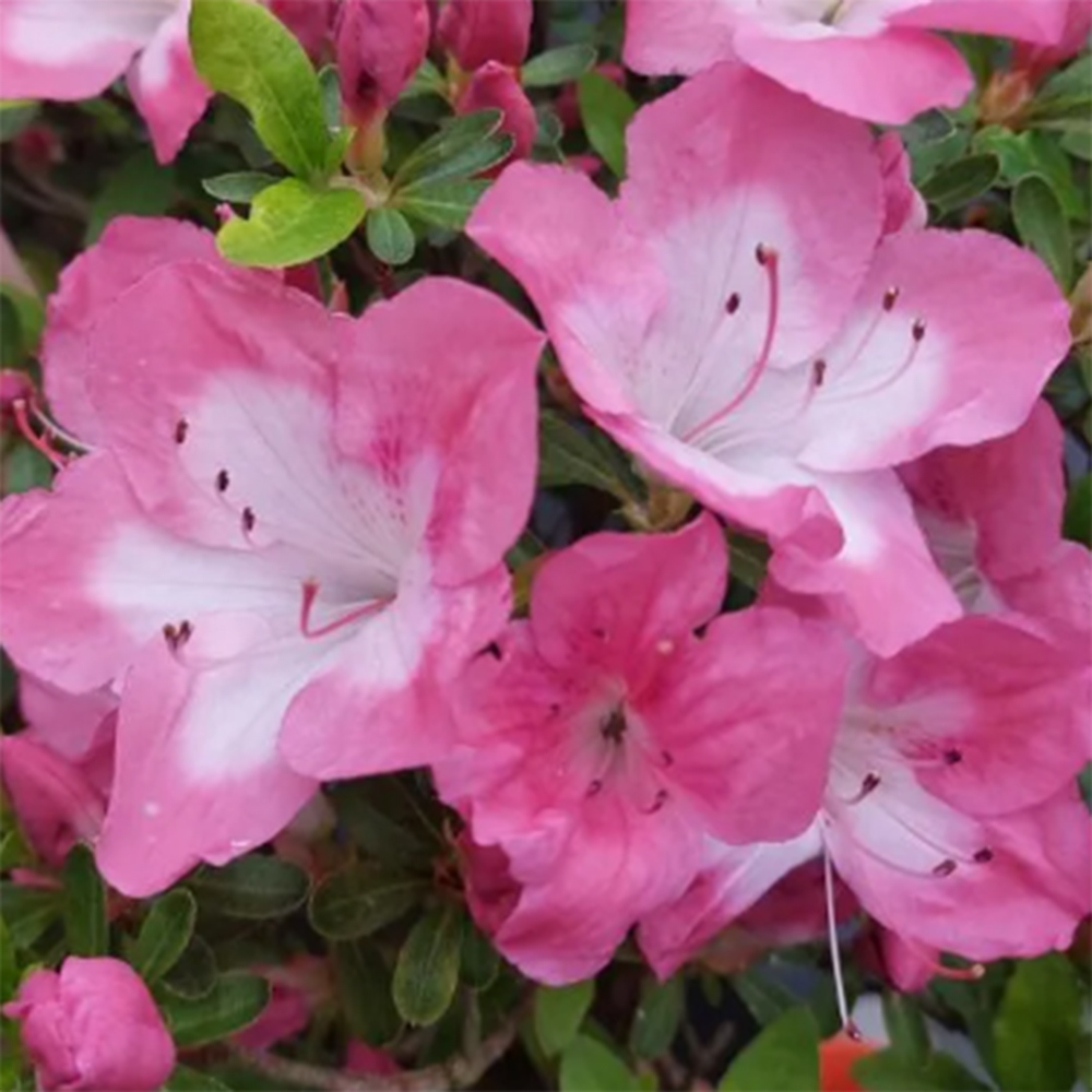 Outdoor bonsai - Japanese Azalea - Azalea Shunen