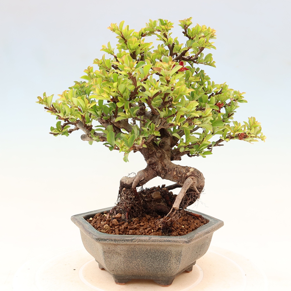 Outdoor bonsai - Chaneomeles speciosa Chojubai
