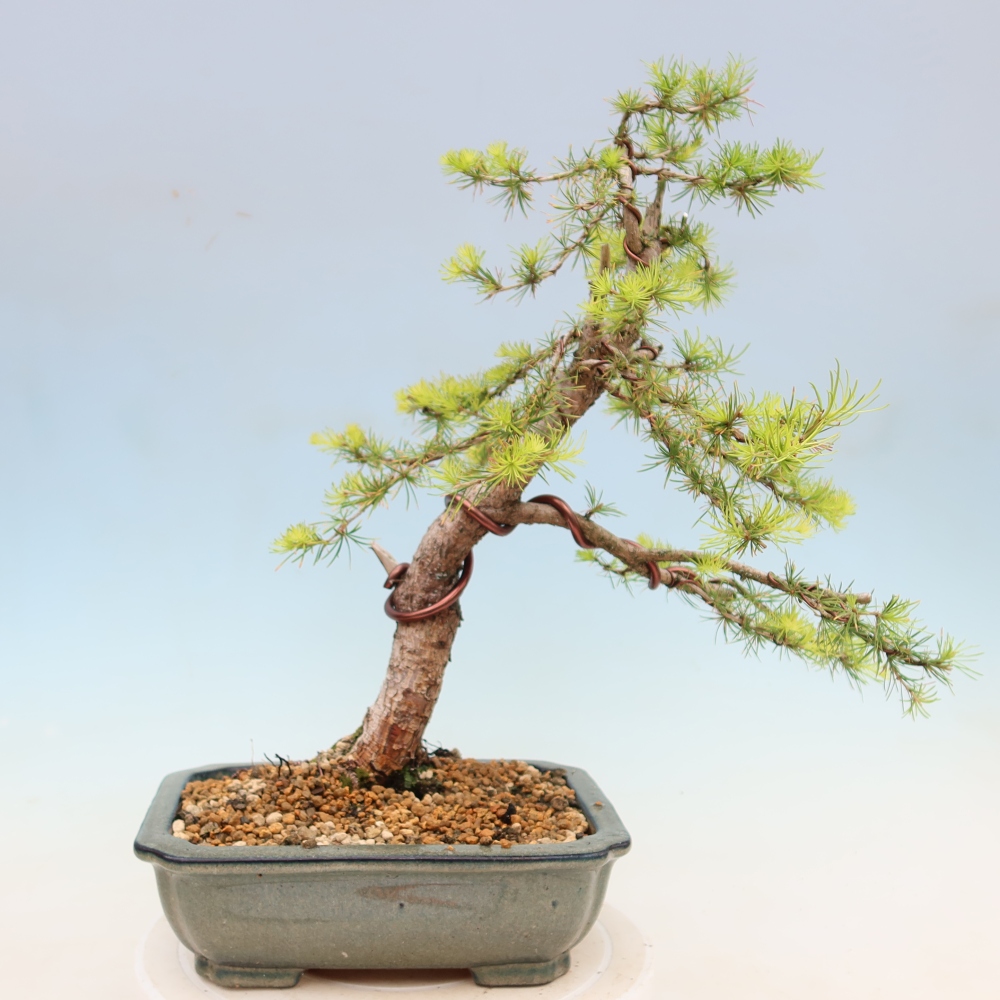 Outdoor bonsai -Larix decidua - Larch