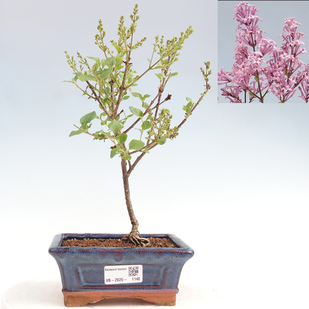 Outdoor bonsai - Syringa Meyeri Palibin - Meyer's Lilac