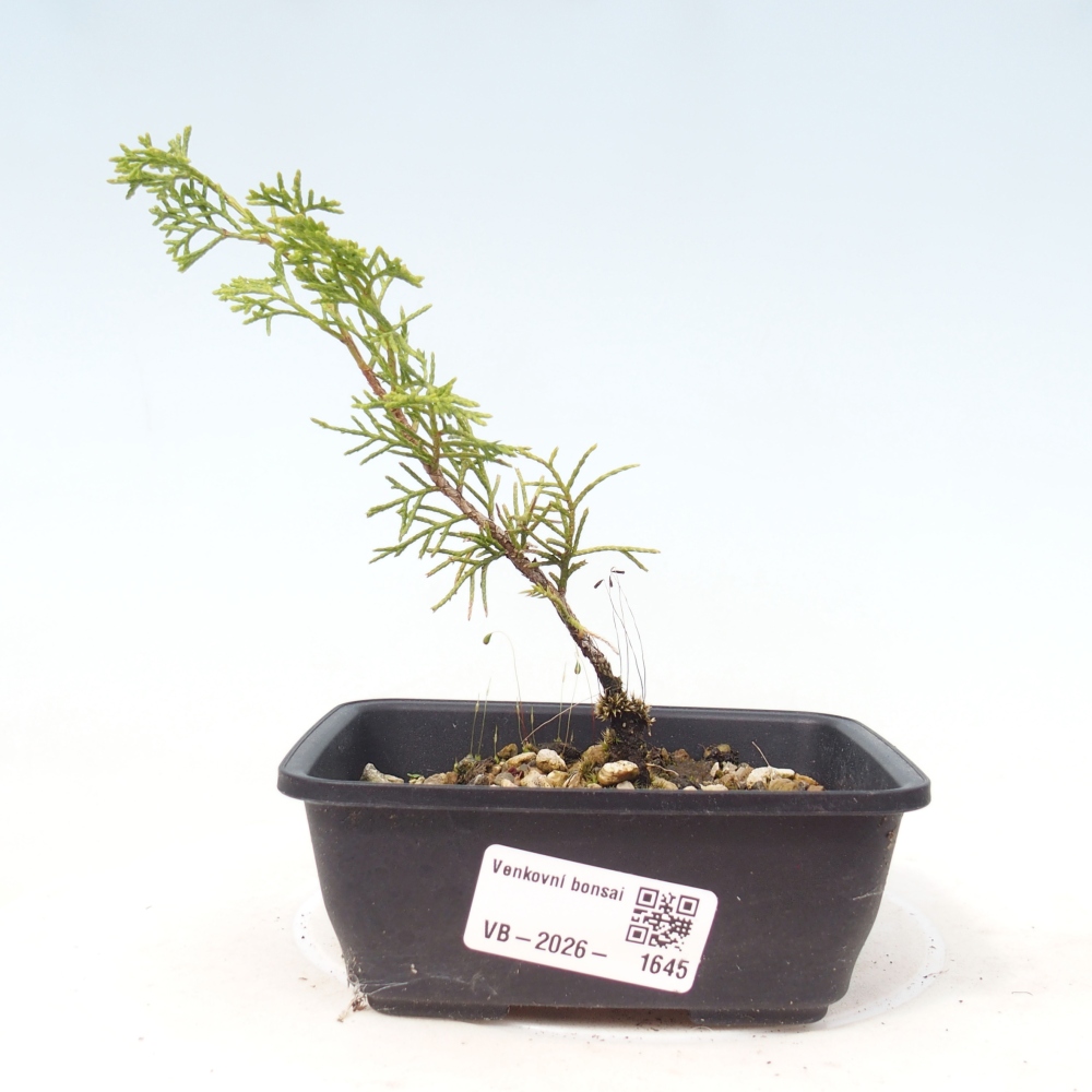 Outdoor bonsai - Juniperus chinensis Itoigawa