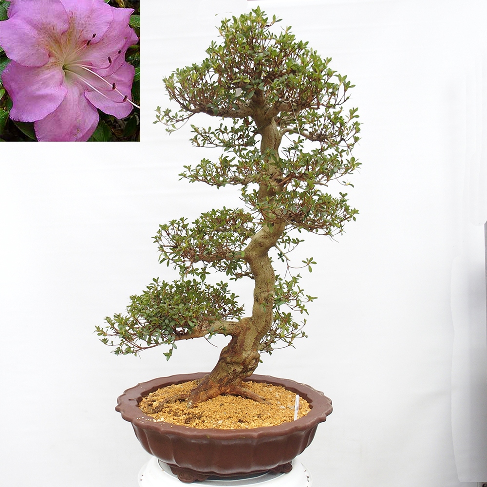 Outdoor bonsai - Japanese Azalea - Azalea Shikou