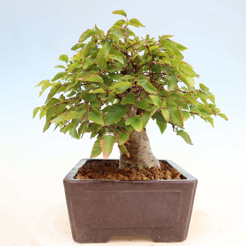 Outdoor bonsai -Carpinus coreana - Korean Hornbeam