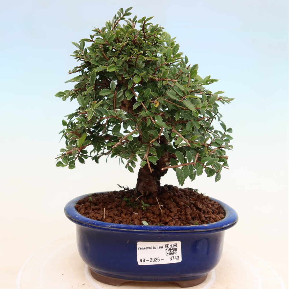 Outdoor bonsai - Zelkova - Zelkova NIRE