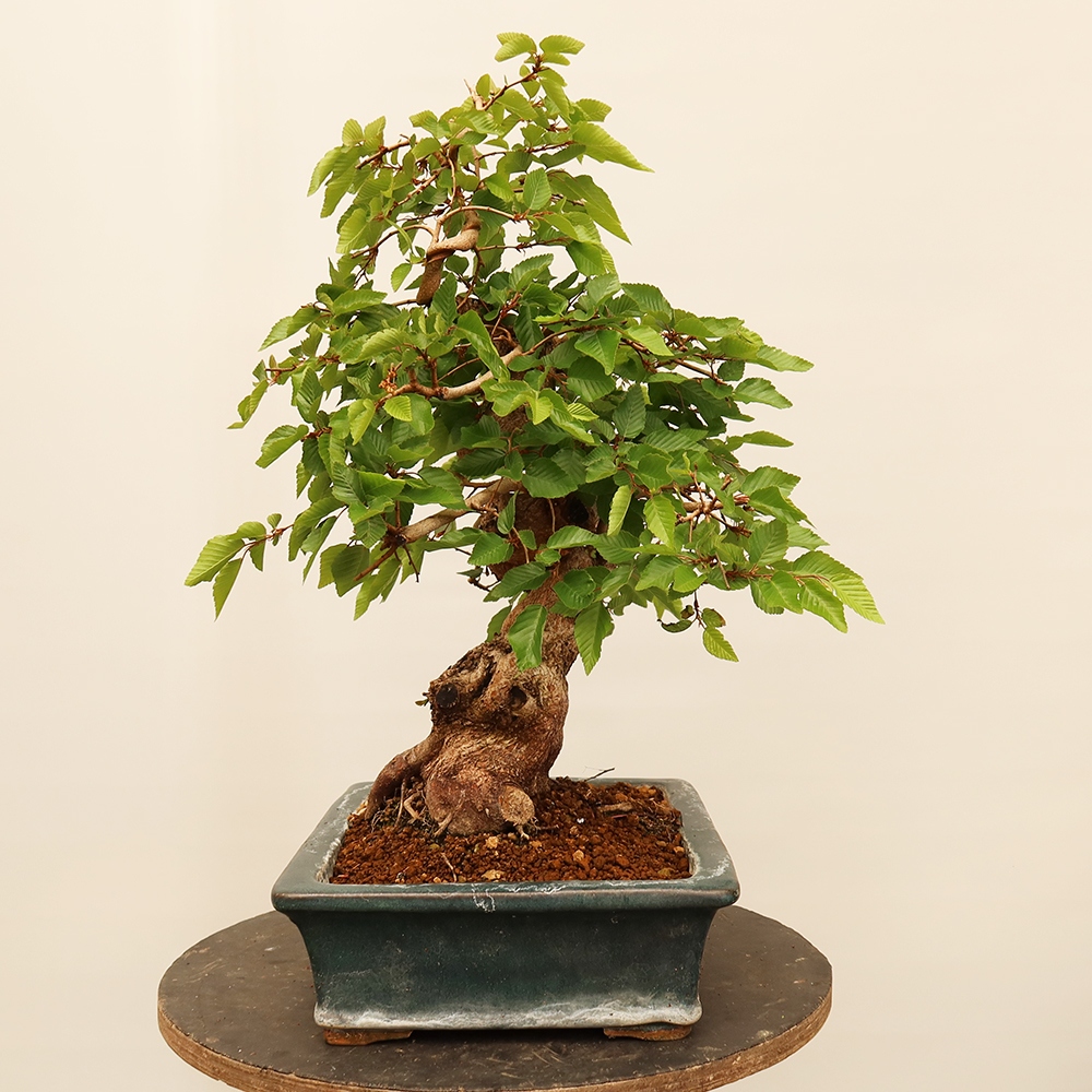 Outdoor bonsai - Carpinus Coreana - Korean hornbeam