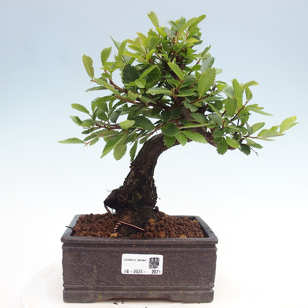 Outdoor bonsai - Zelkova - Zelkova NIRE