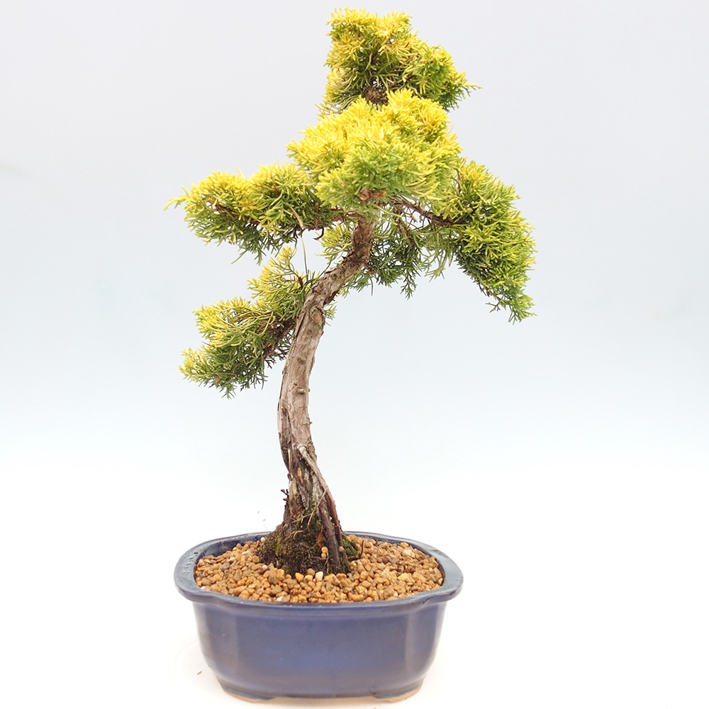 Outdoor bonsai - Juniperus chinensis plumosa aurea - Chinese golden juniper