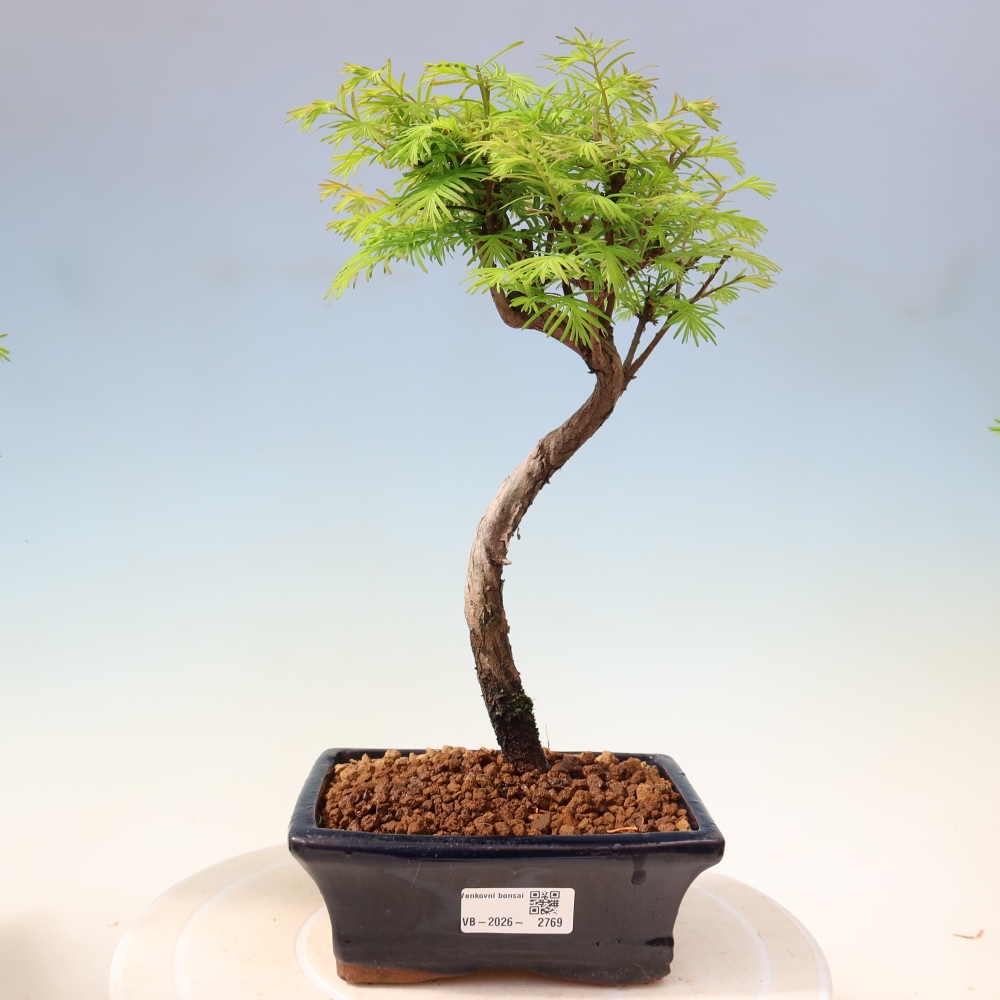 Outdoor bonsai - Metasequoia glyptostroboides - Chinese Metasequoia