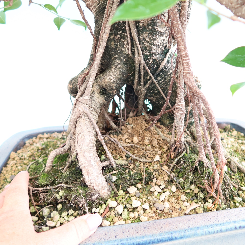 Room bonsai - Ficus kimmen - small-leaved ficus