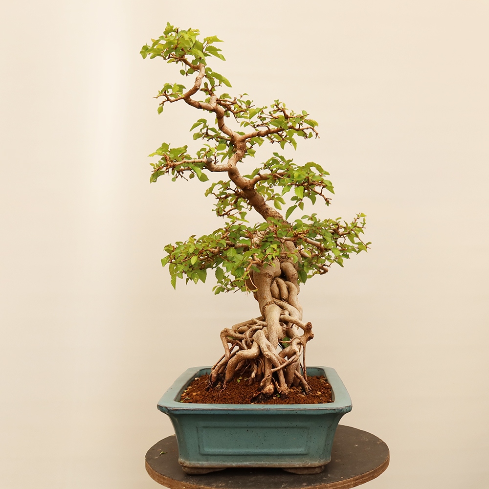 Outdoor bonsai - Carpinus Coreana - Korean hornbeam