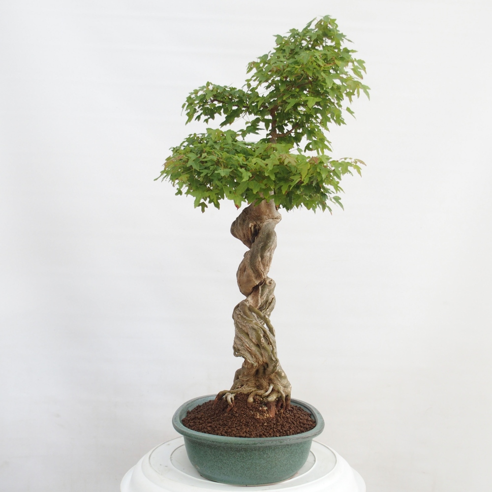 Outdoor bonsai - Maple Buergerianum - Burger Maple