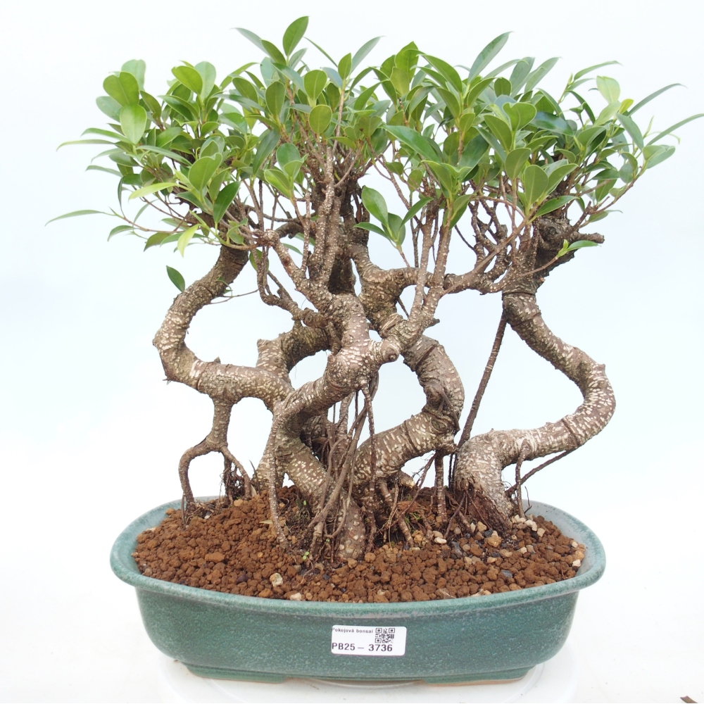 Room bonsai - Ficus kimmen - small-leaved ficus