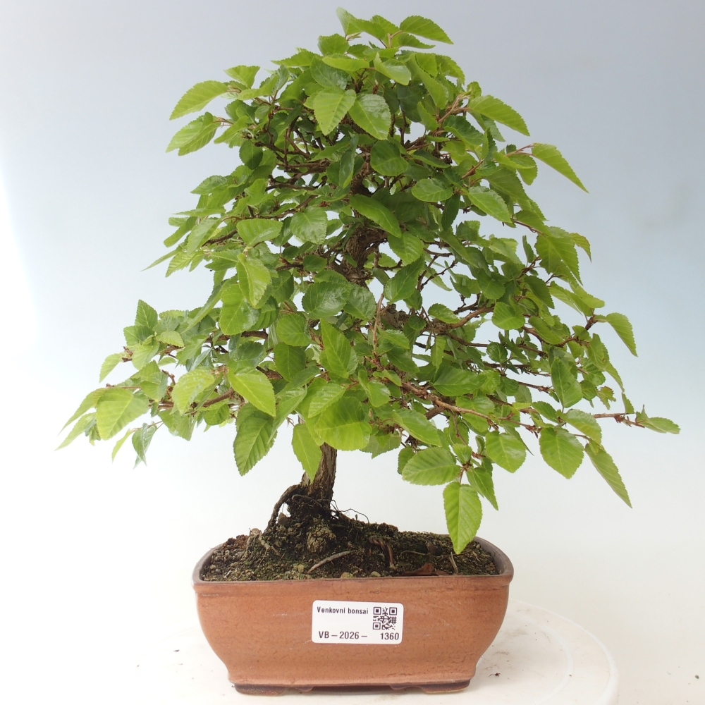 Outdoor bonsai -Carpinus CARPINOIDES - Korean Hornbeam