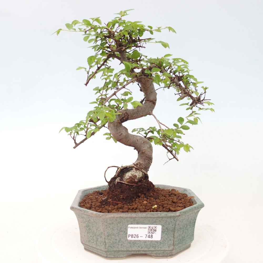 Room bonsai - Ulmus parvifolia - Small-leaved elm