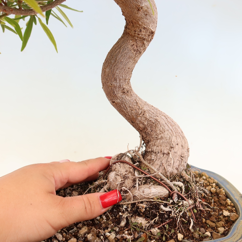Room bonsai - Ficus nerifolia - small-leaved ficus