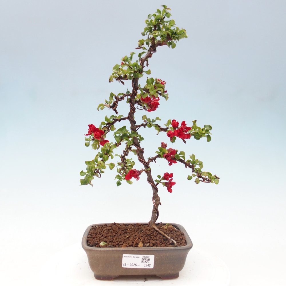 Outdoor bonsai - Chaenomeles with. Red Joy - Quince