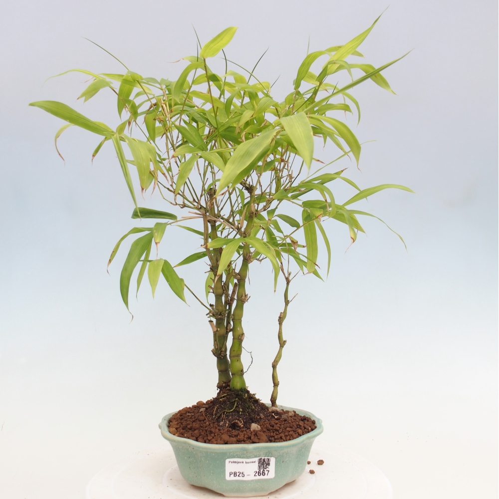Indoor bonsai - Bamboo Buddha-Bamboo Buddha's belly