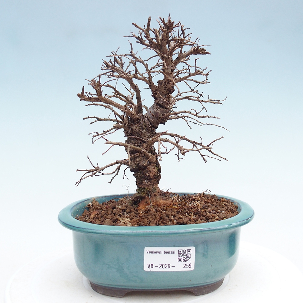 Outdoor bonsai - Zelkova - Zelkova NIRE