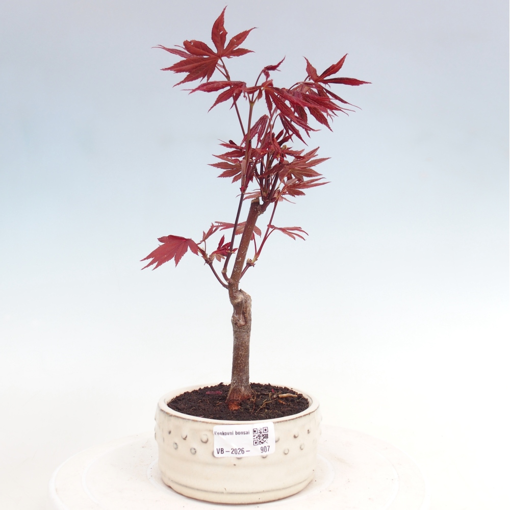 Outdoor bonsai - Acer palm. Atropurpureum-Javor palmate