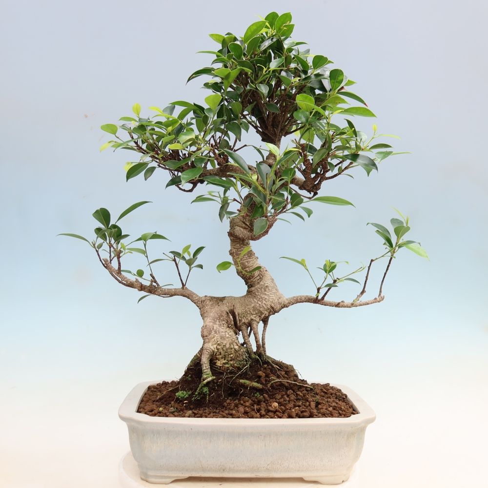 Room bonsai - Ficus kimmen - small-leaved ficus