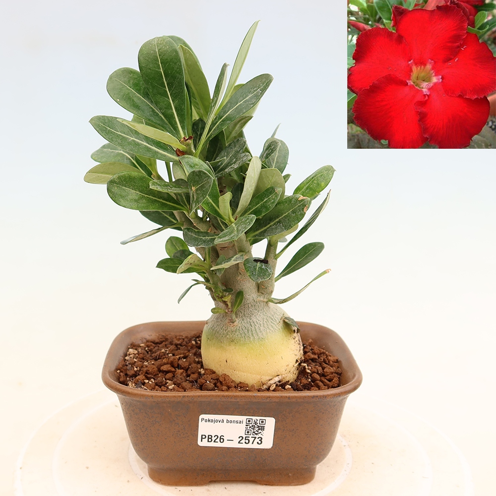 Indoor Bonsai - Adenium obesum Red Star - Desert Rose