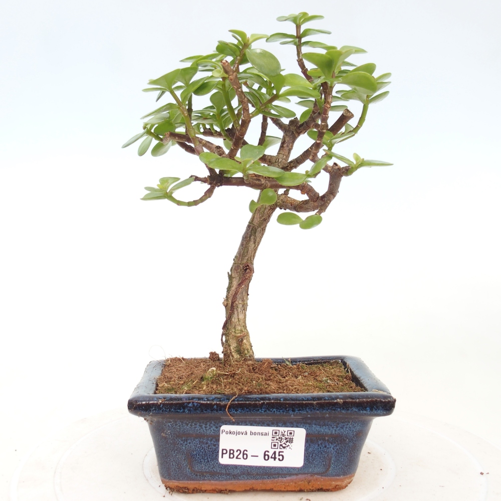 Room bonsai - Portulakaria Afra - Tlustice
