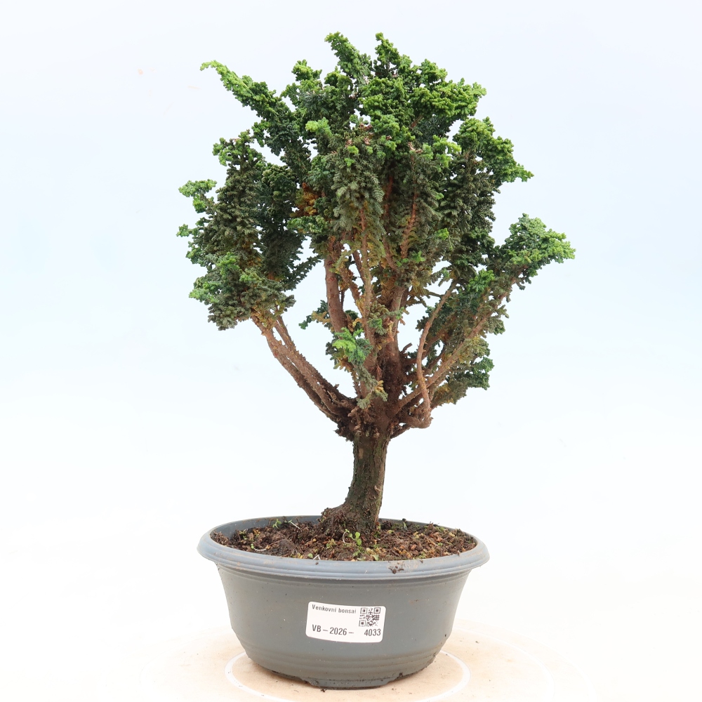 Outdoor bonsai - Cham. obtusa SEKKA HINOKI - Cypress