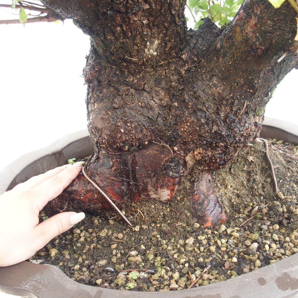 Outdoor bonsai - Mahalebka - Prunus mahaleb